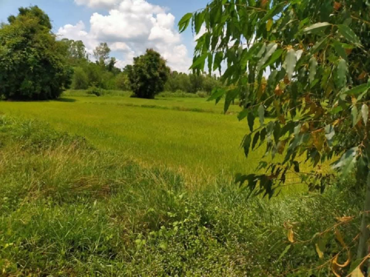 ขายที่ดินเขาหินซ้อน 5 ไร่ ติดถนนลาดยาง ใกล้ถนน 304 | พนมสารคาม ฉะเชิงเทรา | เจ้าของขายเอง