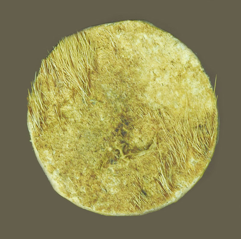 *39074 รูปถ่ายหลังหนังเสือ หลวงพ่อตาบ วัดมะขามเรียง สระบุรี 81