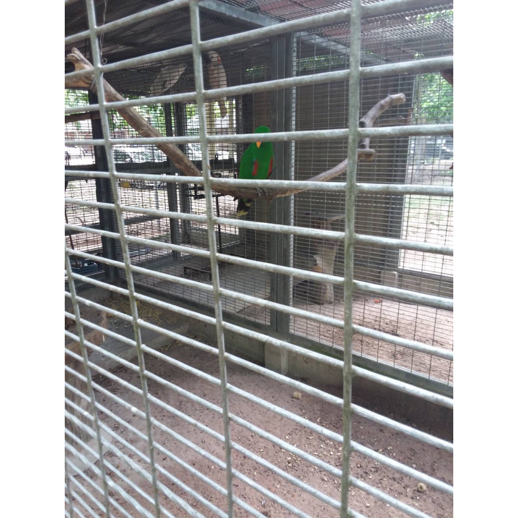 ลวดตาข่าย ทำกรงนก เส้นใหญ่ (ราคารวมแวท) ตาสี่เหลี่ยมผืนผ้า 1/2"x2" แข็งแรงสุดๆ ตาสี่เหลี่ยม{รหัสสินค้า0102702503}