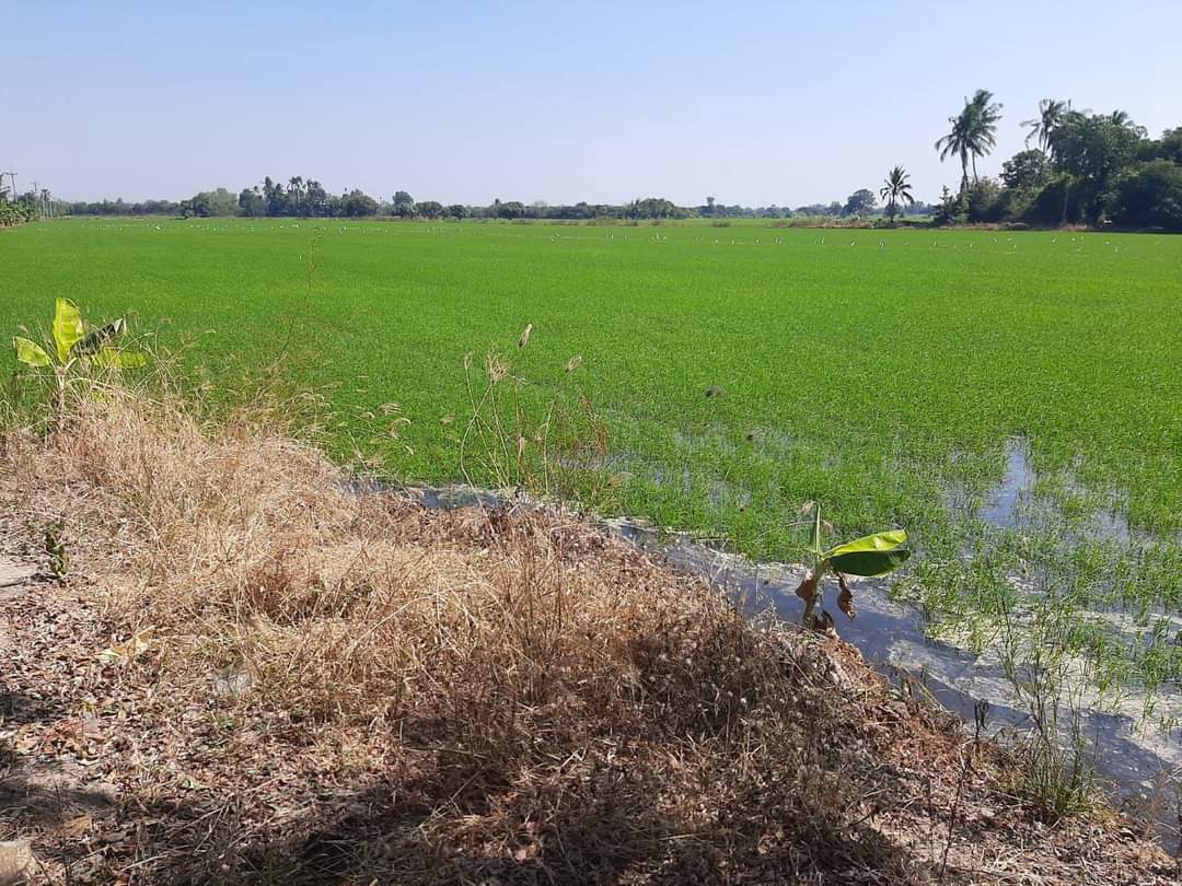 ที่ดินที่นา พื้นที่ 11-1-90 ไร่ สามชุก สุพรรณบุรี