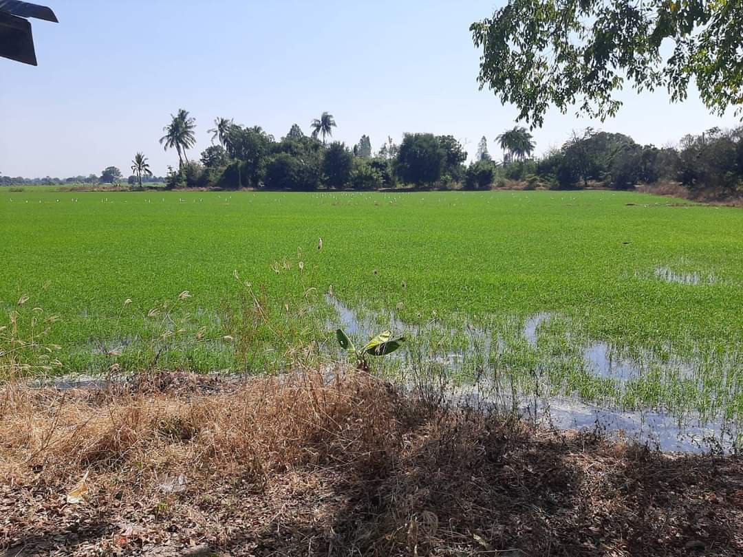 ที่ดินที่นา พื้นที่ 11-1-90 ไร่ สามชุก สุพรรณบุรี