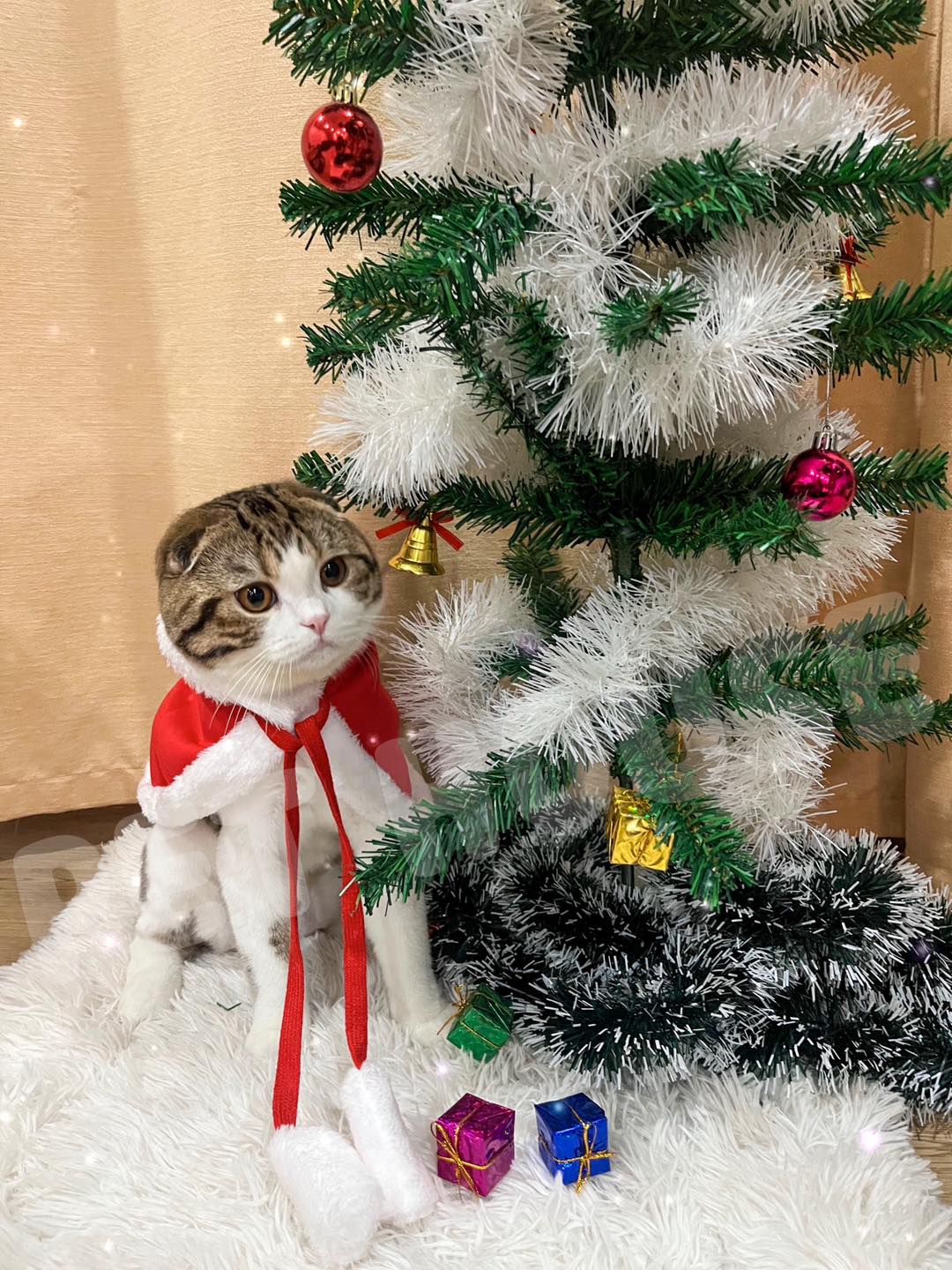 ชุดคลุมซานต้าคลอส สำหรับน้องหมา น้องแมว