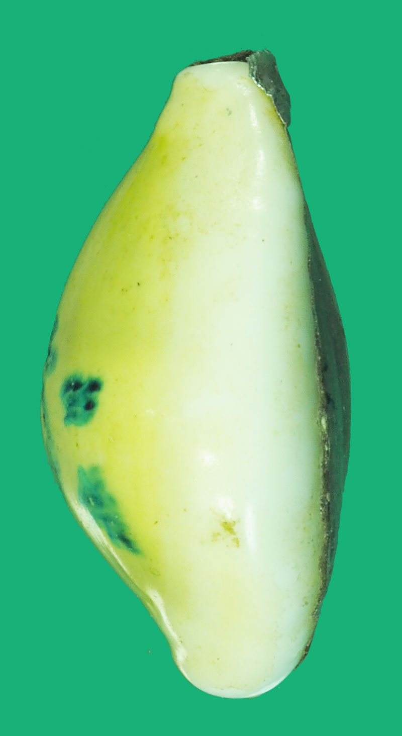 *38839 เบี้ยแก้ เเป๊ะด้วยแผ่นมีจารหน้าหลัง ไม่ทราบที่และปีสร้าง 12