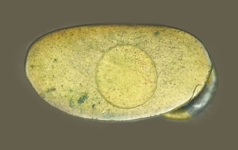 *38234 พรกริ่ง วัดมหาธาตุ เพชรบุรี เนื้อทองเหลือง 55