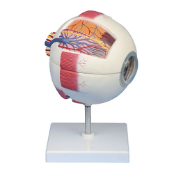 แบบจำลองดวงตา