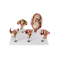 แบบจำลองการวิวัฒนาการตัวอ่อนของมนุษย์