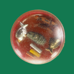 *30990 คลับสีผึ้ง หลังหมายเลข 1 รุ่นใหม่ ไม่ทราบอาจารย์ 12