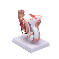 แบบจําลองทางกายวิภาคของอวัยวะเพศภายในและภายนอกเพศชาย