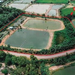 ขายที่ดิน ฉะเชิงเทรา ต.ปากน้ำ อ.บางคล้า 8 ไร่ 1 งาน 35 ตร.ว. ติดถนน-ติดคลอง