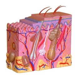 แบบจำลองผิวหนังมนุษย์