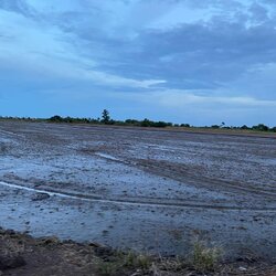 ขายที่ดิน 15 ไร่ ติดถนนคอนกรีต บางขนาก บางน้ำเปรี้ยว ฉะเชิงเทรา | เจ้าของขายเอง