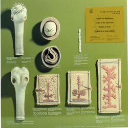 Model-Board of the Tape-Worm