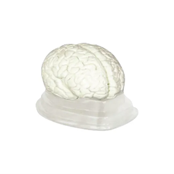 แบบจำลองสมองมนุษย์