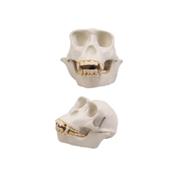 แบบจำลองกะโหลกชิมแปนซี