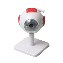 แบบจำลองดวงตามนุษย์