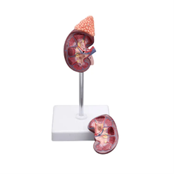 แบบจำลองไต