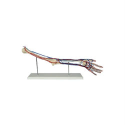 แบบจำลองหลอดเลือดของต้นแขนมนุษย์