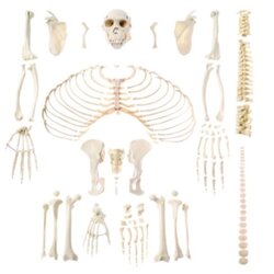Artificial Skeleton of Chimpanzee