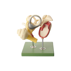 แบบจำลองหูชั้นใน กระดูกหู และเยื่อแก้วหู