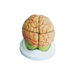 แบบจำลองสมองและหลอดเลือดแดง