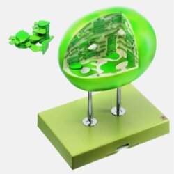 Chloroplast of Higher Plant