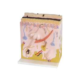 แบบจำลองผิวหนังมนุษย์