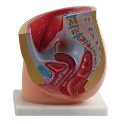 แบบจำลองของกระดูกเชิงกรานผู้หญิง