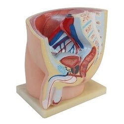 แบบจําลองของกระดูกเชิงกรานชาย