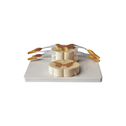 แบบจำลองกระดูกสันหลัง และไขสันหลัง