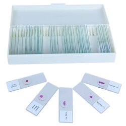 PHYWE Prepared micrscopic slides in storage box, 50 slides