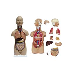 แบบจำลองลำตัวขนาดเล็ก