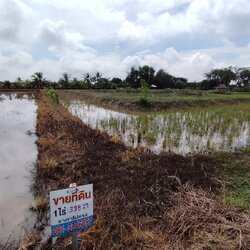 ขายที่ดิน ราชสาส์น 2 ไร่ | ติดถนนคอนกรีต หน้ากว้าง 46 ม. | เจ้าของขายเอง