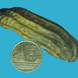 *33350 กริ่งถั่วลิสงทองเหลือง หลวงปู่หนู รุ่นแรก วัดป่าศิริวัฒนา จ.อุดรธานี เนื้อทองเหลือง ดีครบรอบด้าน สร้างน้อย 90