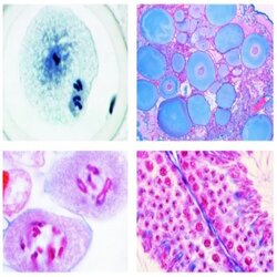 Set of Genetic Slides, 25 Microscope Slides