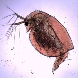 Water flea(Daphnia)