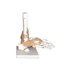 แบบจำลองกระดูกส่วนเท้ามนุษย์