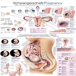 Chart Prenancy, 70x100cm