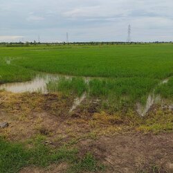 ขายที่ดินฉะเชิงเทรา 3 ไร่ 66 วา | บางน้ำเปรี้ยว–โยธะกา เจ้าของขายเอง