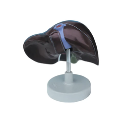 แบบจำลองตับ