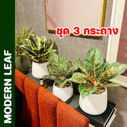 ต้นไม้ปลอม ชุด 3 กระถาง ยางอินเดียด่างปลอม มีเงินมีทองปลอม รับเงินรับทองปลอม