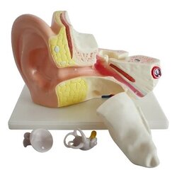 แบบจำลองหูมนุษย์