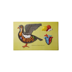 แบบจำลองอวัยวะภายในนกพิราบ