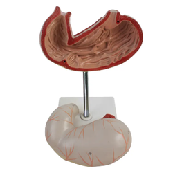 แบบจำลองกระเพาะอาหาร