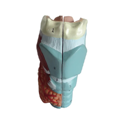 แบบจําลองทางกายวิภาคของกล่องเสียง