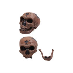 แบบจำลองกะโหลกมนุษย์ยุคหิน