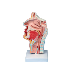 แบบจำลองโพรงจมูก ช่องปาก ลำคอ และคอหอย