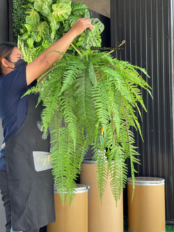 ต้นเฟิร์นปลอมแบบแขวน กระเช้าเฟิร์นปลอมเสมือนจริง งานเกรดพรีเมี่ยม ราคาปลีก-ส่ง
