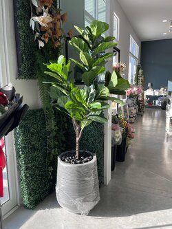 ต้นไทรใบสักปลอม ต้นไม้ปลอม ต้นไม้ประดิษฐ์ ต้นไม้เทียม