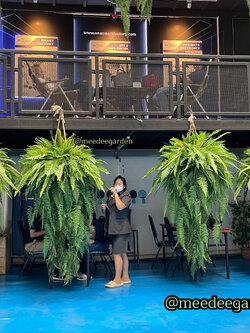 ต้นเฟิร์นปลอมแบบแขวน กระเช้าเฟิร์นปลอมเสมือนจริง งานเกรดพรีเมี่ยม