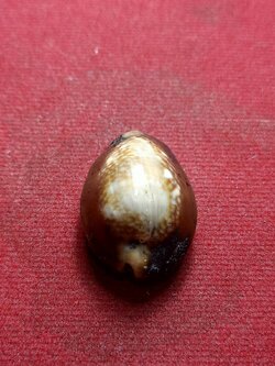 เบี้ยแก้ ไม่ทราบที่ เก่ามาก (SKU-07661)